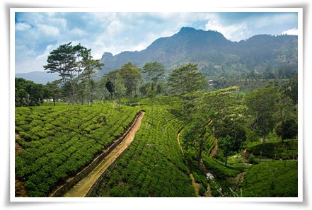 Srilanka Tour
