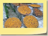 Apricot drying in sun