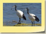 Black headed Ibis