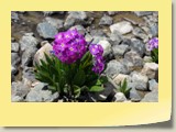 Primula in Hunza