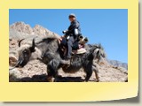 Yak riding upper Chitral