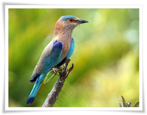 Bird Watch