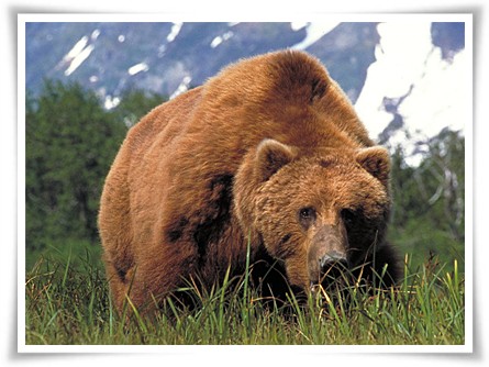 Deosai Brown Bear Tour