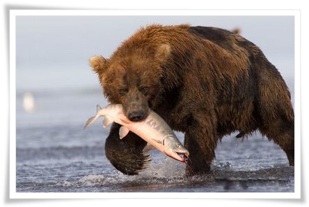 Deosai Brown Bear Tour