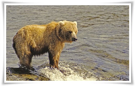 Deosai Brown Bear Tour