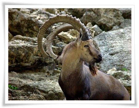 Hunza Khunjerab Ibex Tour