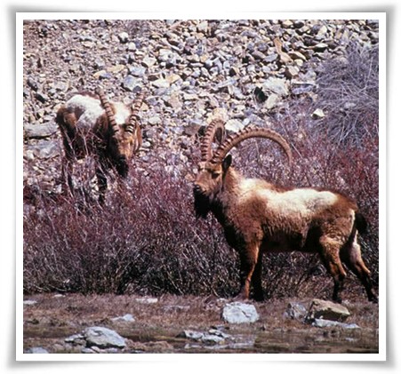 Hunza Khunjerab Ibex Tour