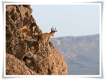 Hunza Khunjerab Ibex Tour