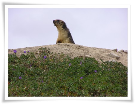 Deosai Trips