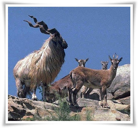 Ibex Trophy Hunting