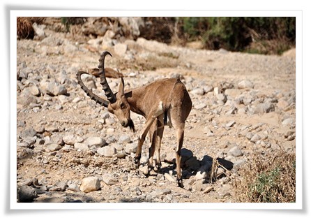 Ibex Trophy Hunting