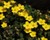 Wild flowers Ultar Hunza