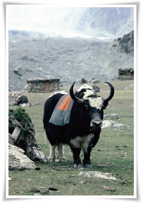 Hunza Treks