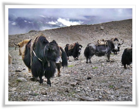 Shimshal Treks